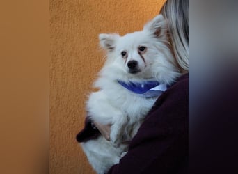 Pakito SR - verträglich, neugierig, anhänglich