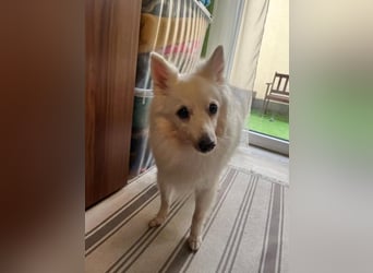 Glory SR - lieb, verschmust