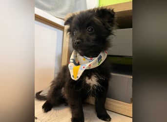 Loki SR - aufgeschlossen, verspielt