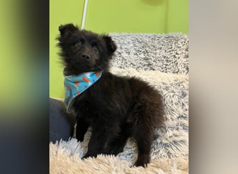 Thor SR - verspielt, freundlich