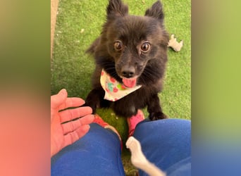 Mable SR- dominant, freundlich