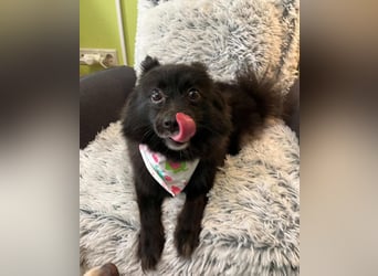 Mable SR- dominant, freundlich