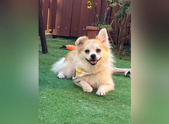 Elsi SR - verträglich, neugierig