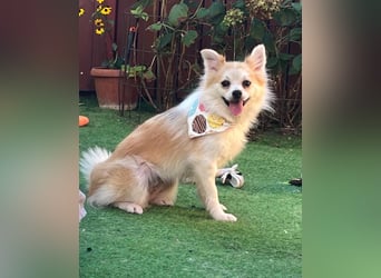 Elsi SR - verträglich, neugierig