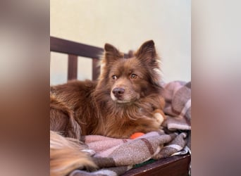 Timon SR - freundlich, gutherzig