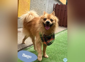 Hugo - voller Lebensfreude