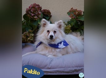 Pakito - verträglich, neugierig, anhänglich