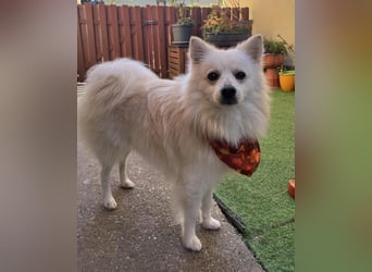 Fynn SR - superfreundlich, verspielt