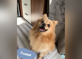 Peanut SR - freundlich, anfangs schüchtern