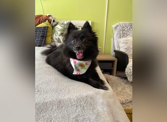 Mable SR- dominant, freundlich