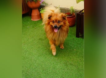 Balu SR - freundlich, verträglich