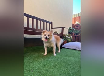 Elsi SR - verträglich, neugierig