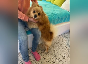 Peanut SR - freundlich, anfangs schüchtern