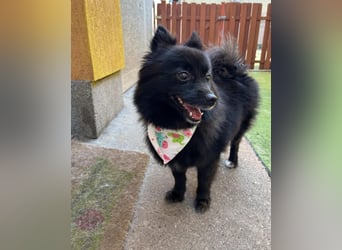 Mable SR- dominant, freundlich