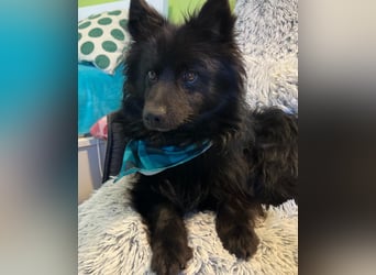 Momo SR - freundlich, verträglich