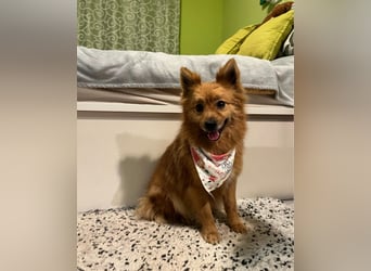 Molly SR - lieb, verträglich