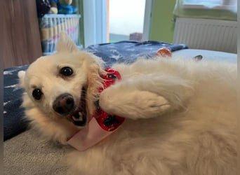 Glory SR - lieb, verschmust