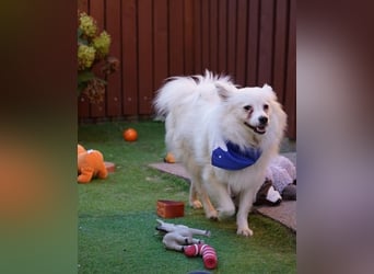 Pakito SR - verträglich, neugierig, anhänglich