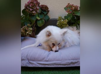 Pakito SR - verträglich, neugierig, anhänglich