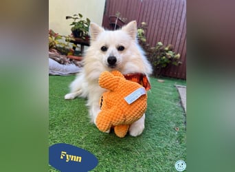 Fynn SR - superfreundlich, verspielt