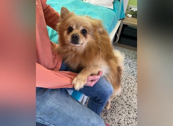 Peanut SR - freundlich, anfangs schüchtern