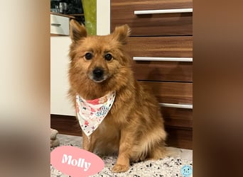 Molly SR - lieb, verträglich