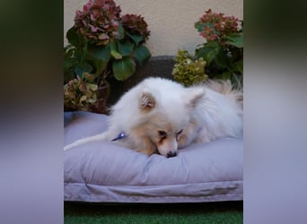 Pakito - verträglich, neugierig, anhänglich