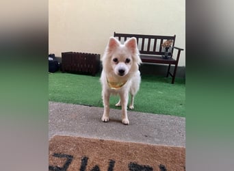 Fritz SR - gelassen, rüstiger Rentner