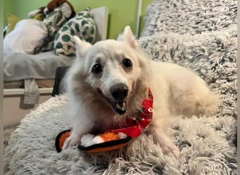 Glory SR - lieb, verschmust