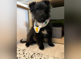 Loki SR - aufgeschlossen, verspielt