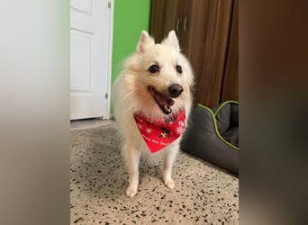 Glory SR - lieb, verschmust