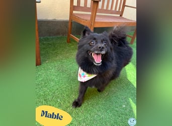 Mable SR- dominant, freundlich