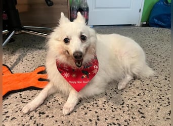 Glory SR - lieb, verschmust