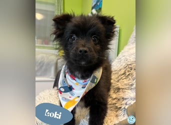 Loki SR - aufgeschlossen, verspielt