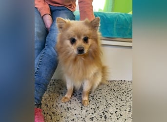 Peanut SR - freundlich, anfangs schüchtern