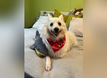 Glory SR - lieb, verschmust