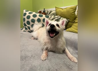 Rosie SR, super süß und freundlich