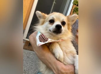 Elsi SR - verträglich, neugierig