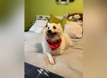 Glory SR - lieb, verschmust