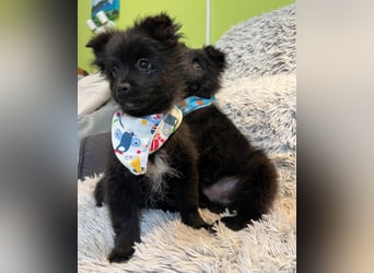 Loki SR - aufgeschlossen, verspielt