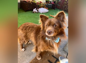 Timon SR - freundlich, gutherzig