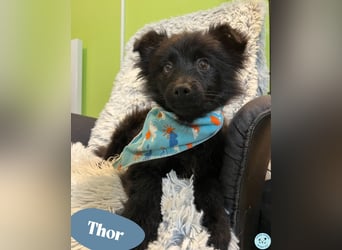 Thor SR - verspielt, freundlich