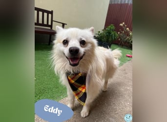 Eddy - lieber kleiner Bub