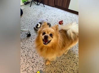 Peanut SR - freundlich, anfangs schüchtern