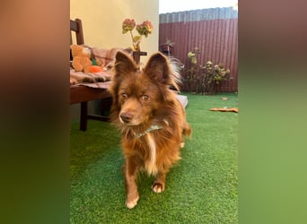 Timon SR - freundlich, gutherzig