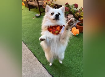 Fynn SR - superfreundlich, verspielt