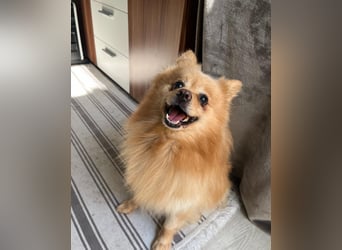 Peanut SR - freundlich, anfangs schüchtern