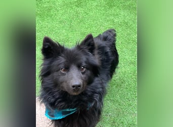 Momo SR - freundlich, verträglich