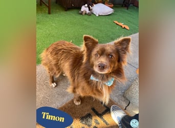 Timon SR - freundlich, gutherzig