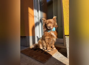 Timon SR - freundlich, gutherzig